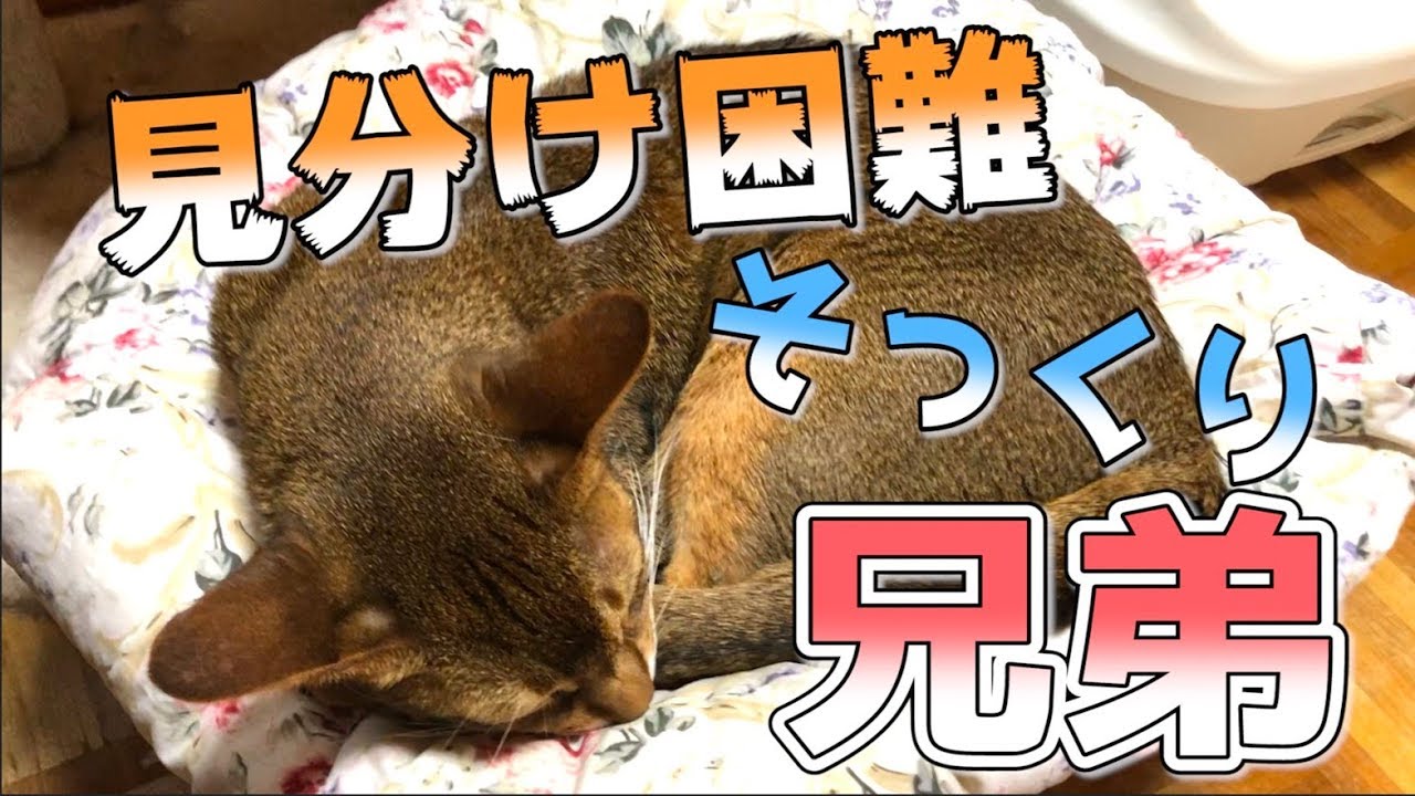 アビシニアン兄弟を見分けることができるか！？