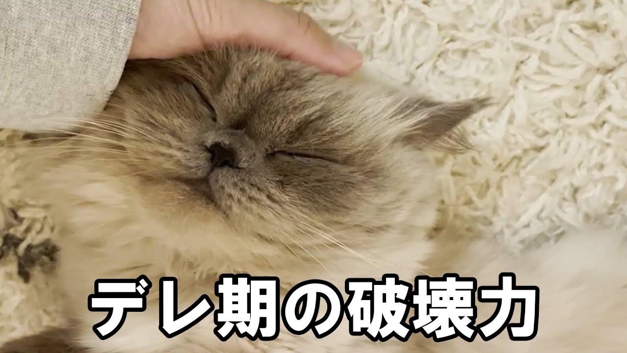 猫のデレデレモードは破壊力がやばい...！【ヒマラヤン】