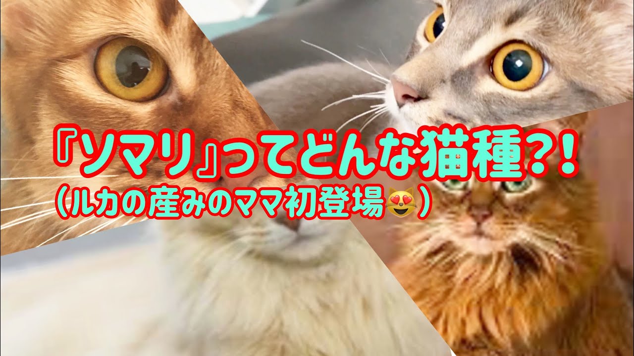【ソマリ】ソマリってどんな猫種？？改めてご紹介🤩