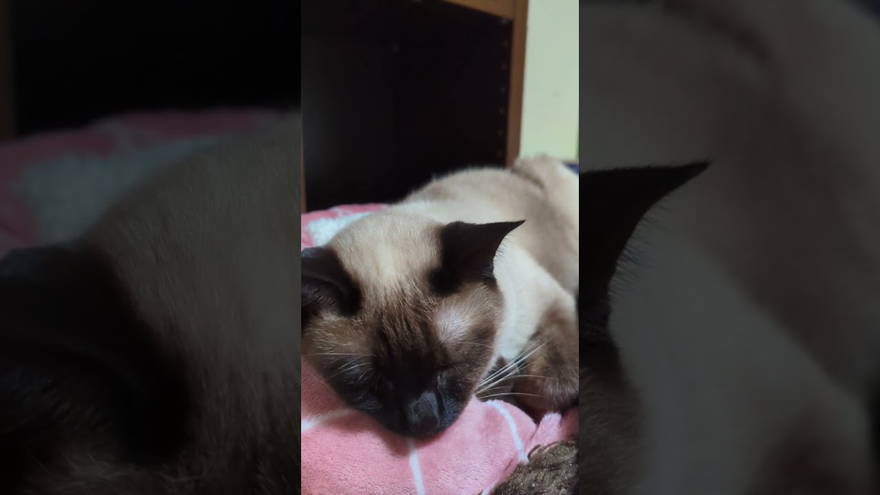 ブルブル寝の猫🐈 - Cats shaking - #shorts
