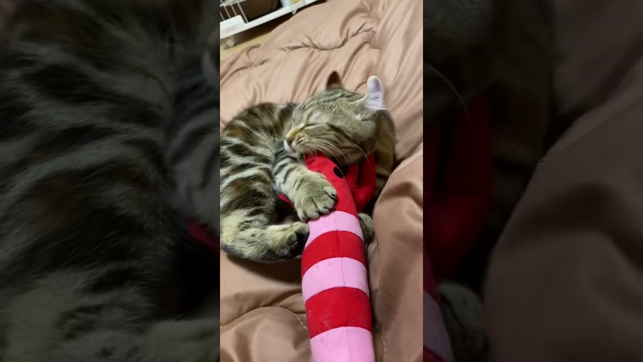 子猫ストレス大爆発🤣 アメリカンカール ツゥ