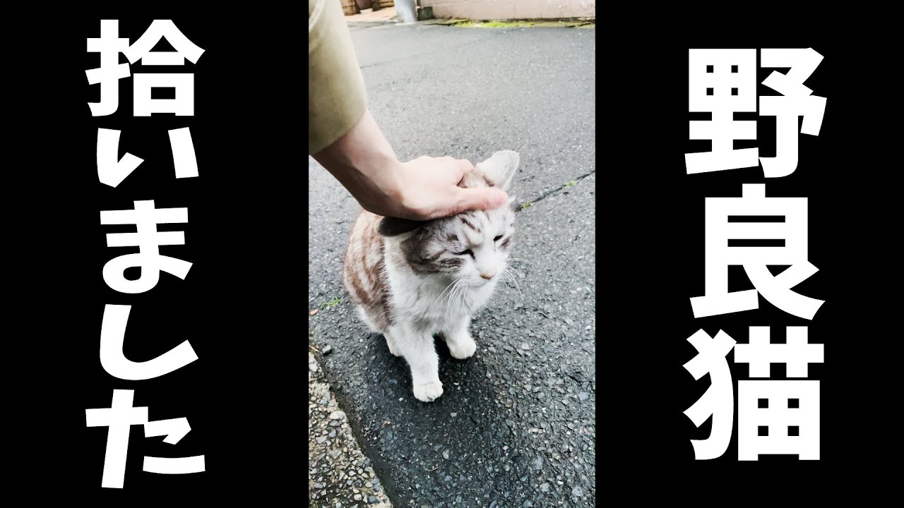 続、野良猫を拾いました。