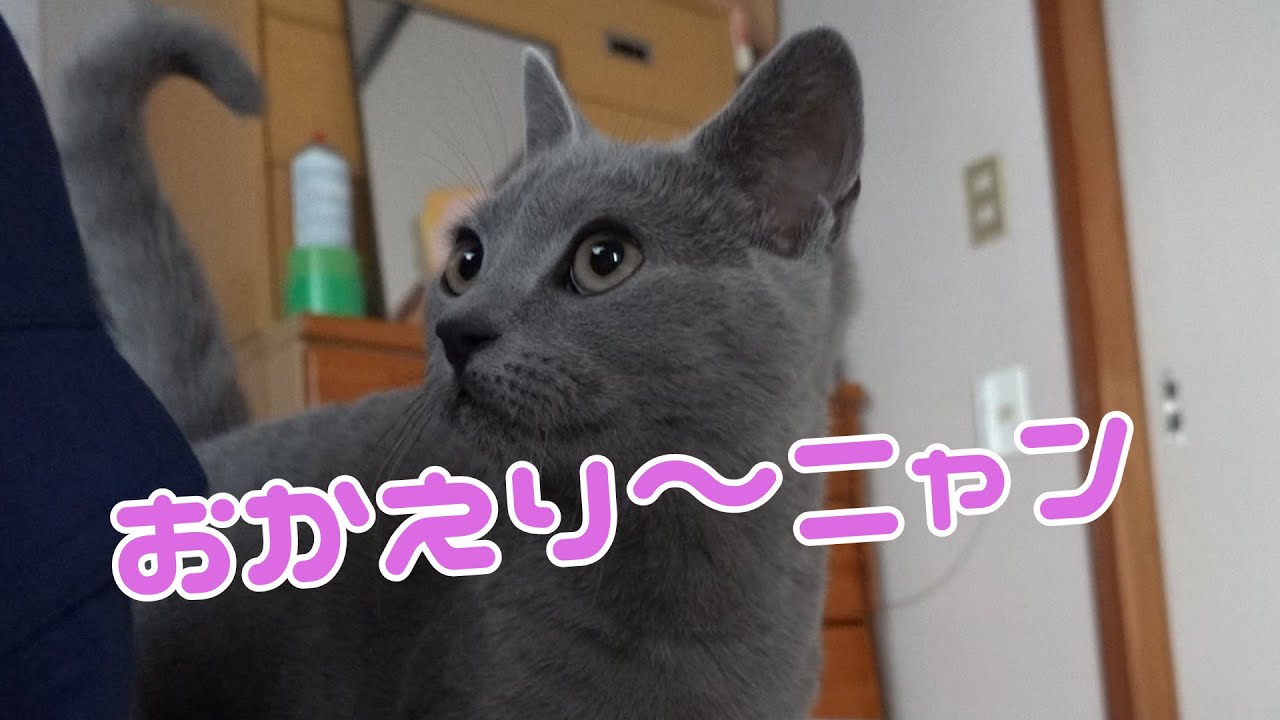 飼い主をお出迎する猫が可愛い。 【シャルトリュー】