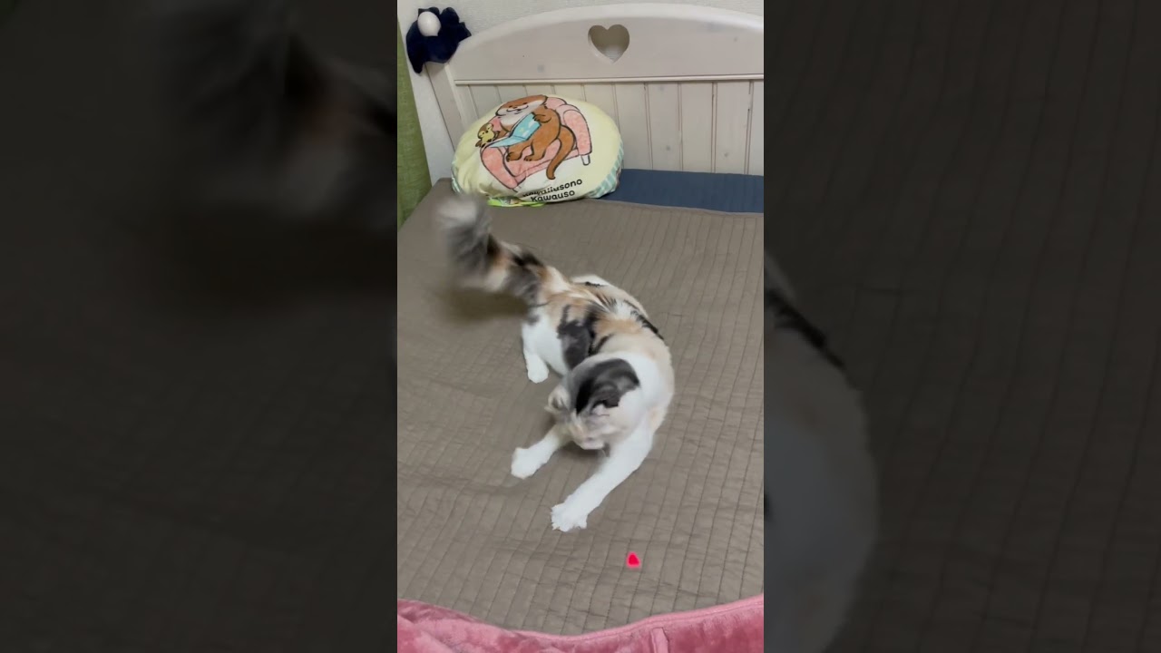 猫はこんな細かい首の動きもできます#アメリカンカール #猫