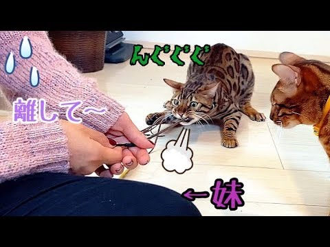 妹vs野生化したベンガル猫ノア！力強過ぎっ！