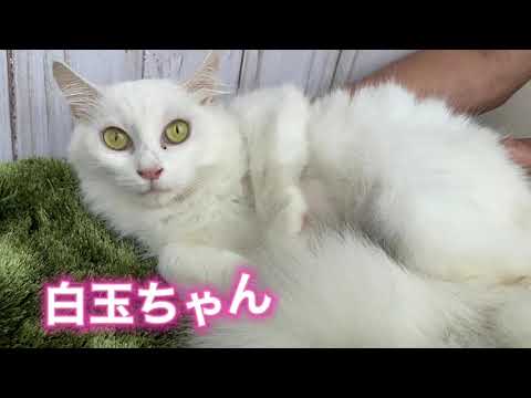 2021年6月8日　ターキッシュアンゴラ　女の子【獣医師賛同型】里親募集サイトanifare(アニフェア)