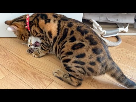 愛情を拒否される猫と子猫[シンガプーラ] [ベンガル]