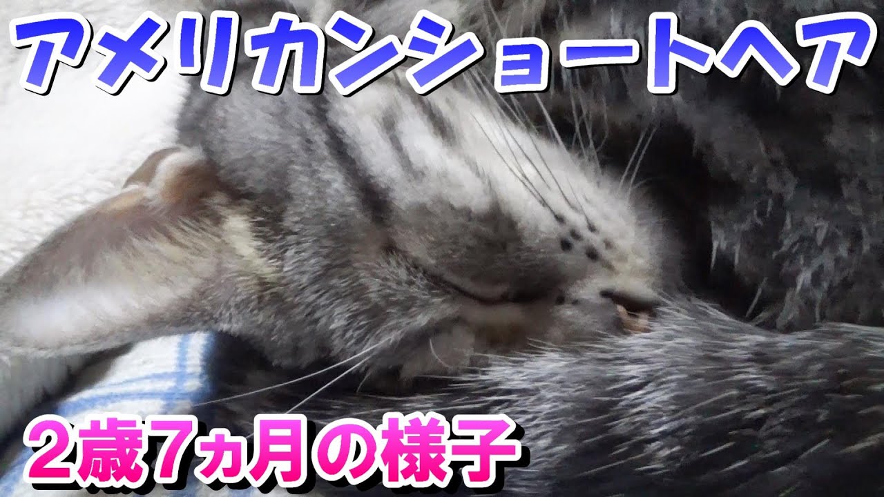 アメショーソラ２歳７ヵ月の様子（アメリカンショートヘア）