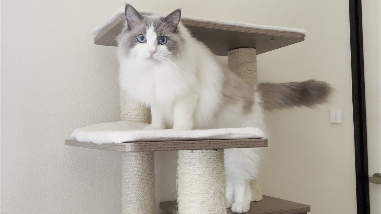 一緒に遊ばないと噛みついてくるラグドール猫を放置してたら大変なことになった...【かわいい】