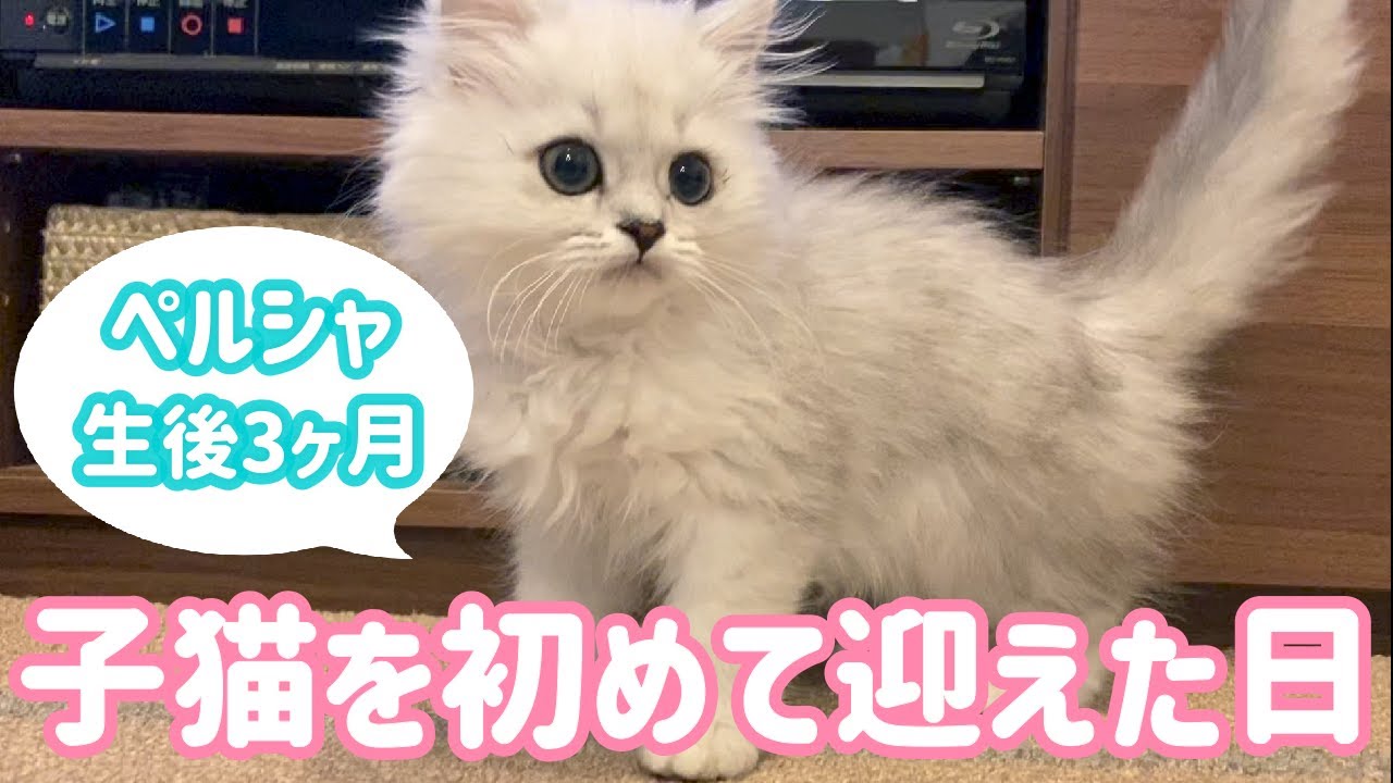 お迎え初日！ふわふわ子猫がやってきた Kitten’s first day home