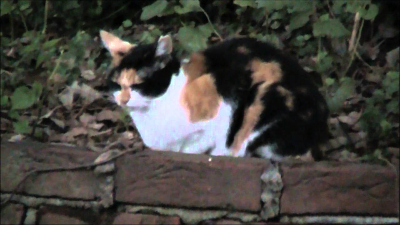 ジャパニーズボブテイル Bobtail japonais