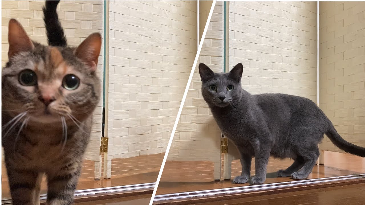 いたずら対策でパーテーションを設置したらスリ抜けようと必死すぎる猫！！！【ロシアンブルー　アメリカンショートヘア】