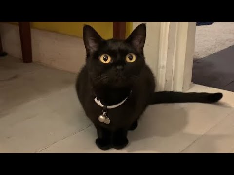 ポツンといる猫ルーシー！Black bombay cat 黒のボンベイ