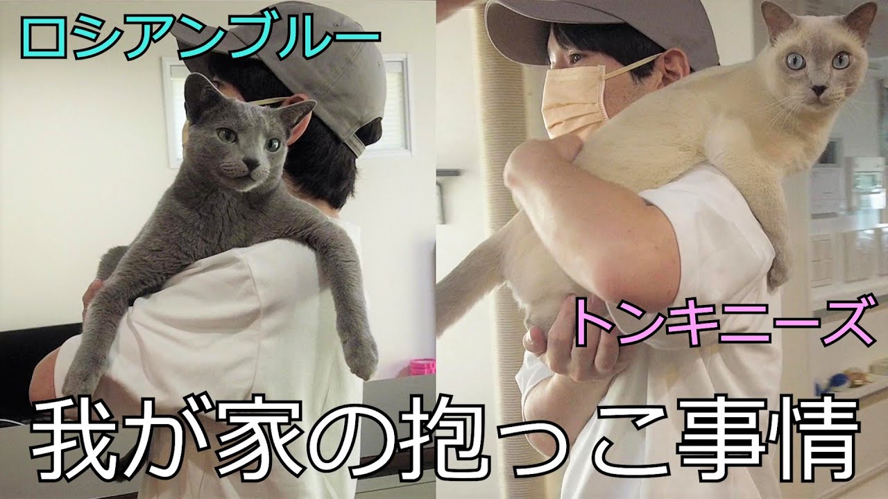 【肩乗りタイプ】【ロシアンブルー×トンキニーズ】家の中をお散歩（＃66）