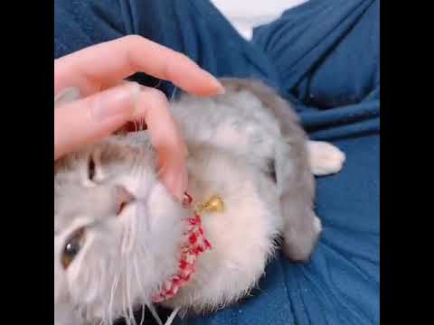 猫が飼い主にこねくり回されて寝るまでの物語＃スクーカム＃マンチカン＃ラパーマ