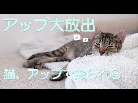 猫、アップで撮られてしまう【エジプシャンマウ】【保護猫】/Cats are photographed at close range