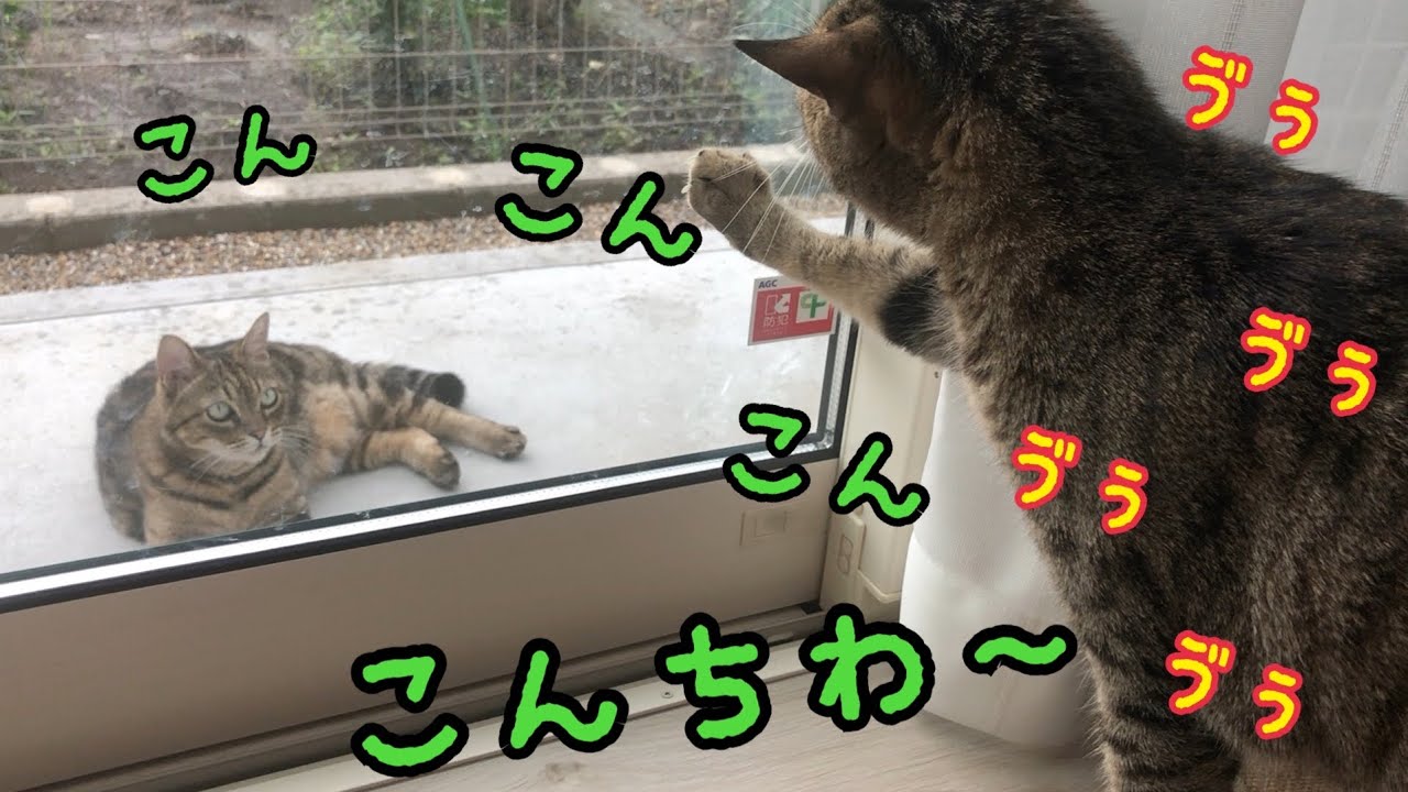 野良猫にビビって唸りながら日本語で挨拶する猫がかわいい！【しゃべる猫】【こんちわー】