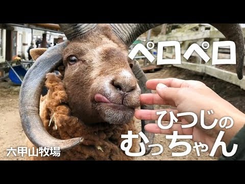 ペロペロしたいひつじのむっちゃん【六甲山牧場】今日はペロペロ気分のマンクスロフタンむっちゃん