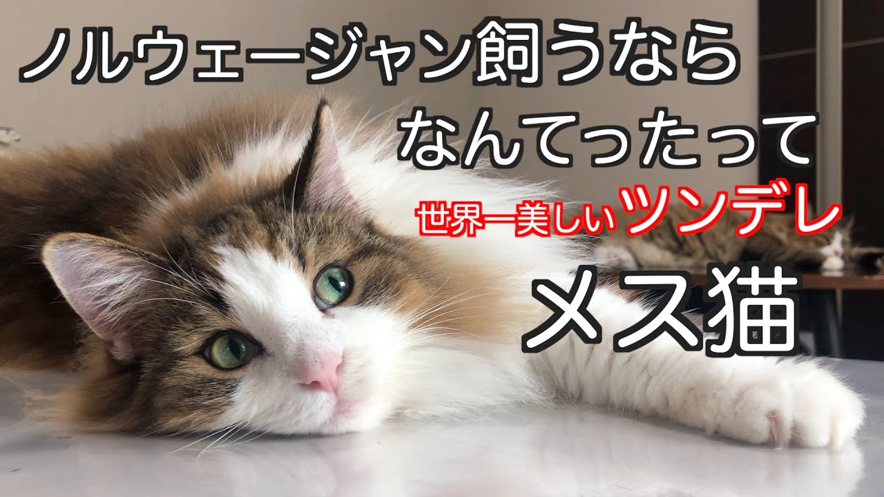 ノルウェージャン飼うなら、なんてったってメス猫！世界一美しいツンデレが味わえます。ノルウェージャンフォレストキャットシリーズ②