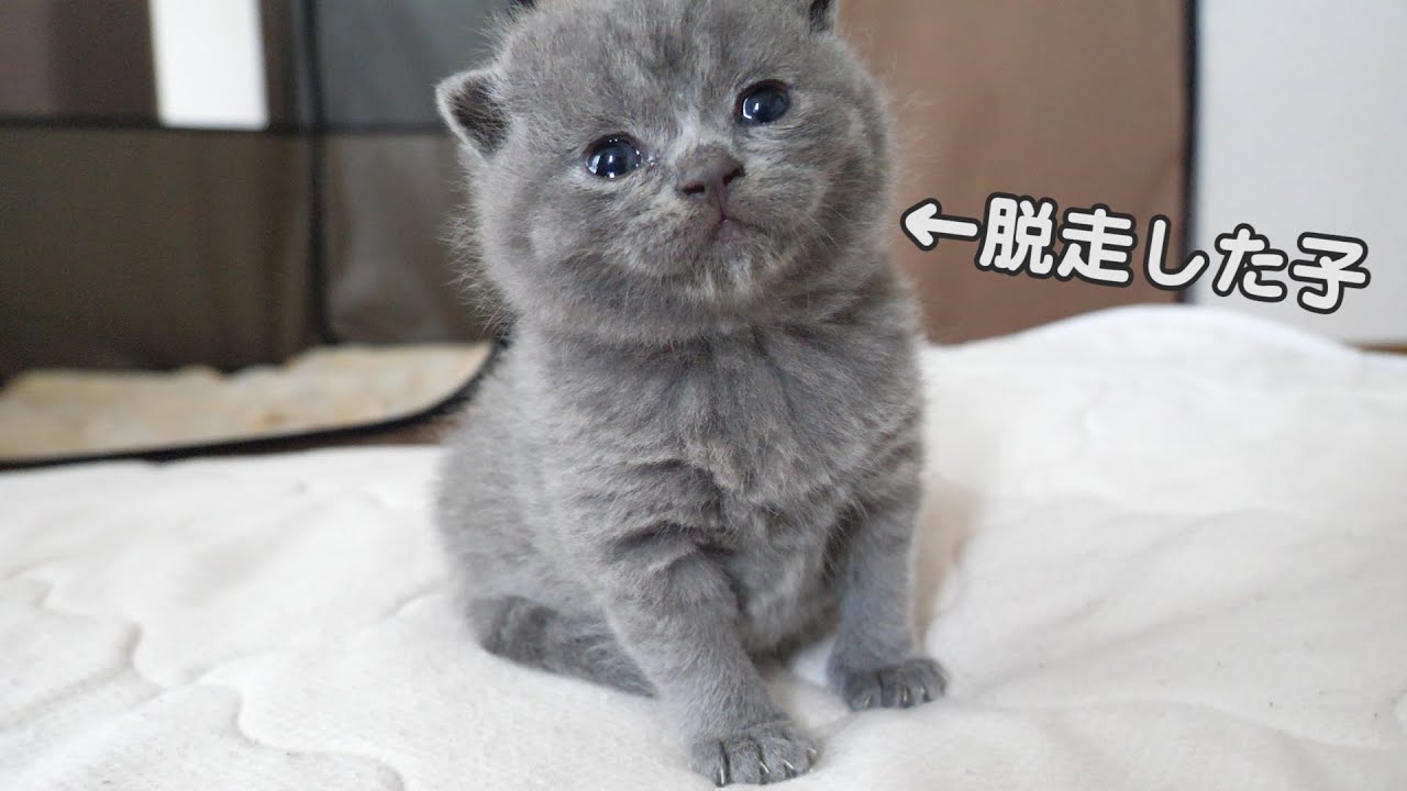 赤ちゃん猫が脱走しました…w スコティッシュフォールドつむの子猫の成長記録 kitten's escape