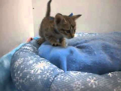 266434オシキャット