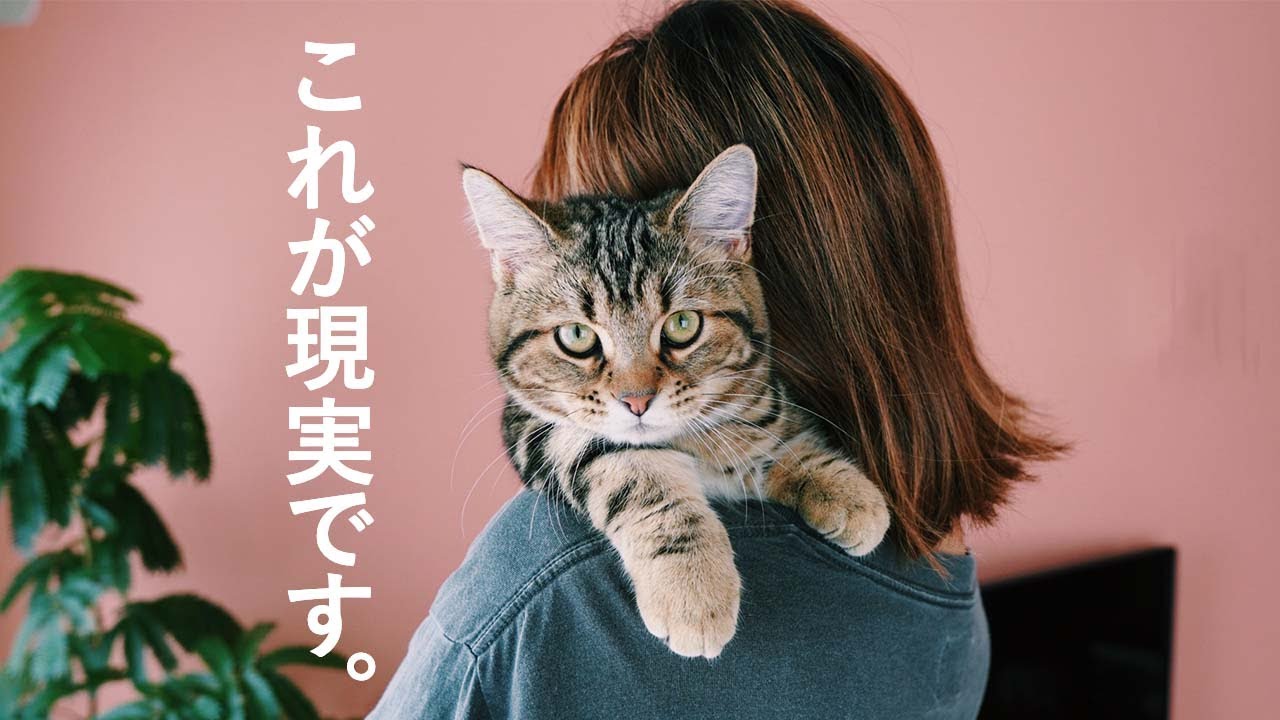 猫を飼ったら人生変わった・・。｜短足マンチカンのウムさんと過ごす1日