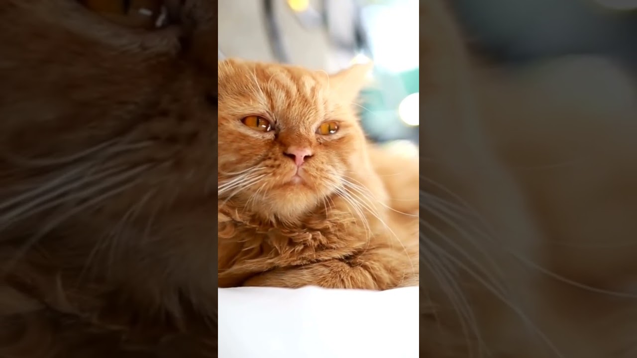 Sad Brown Cat | Cat Videos | Sad Cat Videos | Cat's Hub #sadcats #browncat #shorts #catshorts