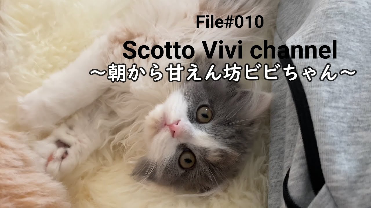File#010～長毛スコティッシュフォールドが朝から甘えてきた～