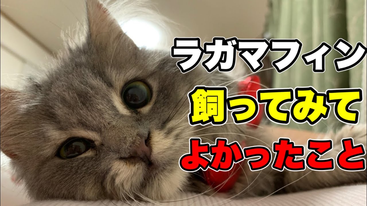 ラガマフィンを飼ってみて良かったこと4つお話しします