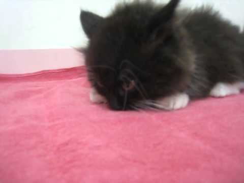 マンチカン（ロング）短足