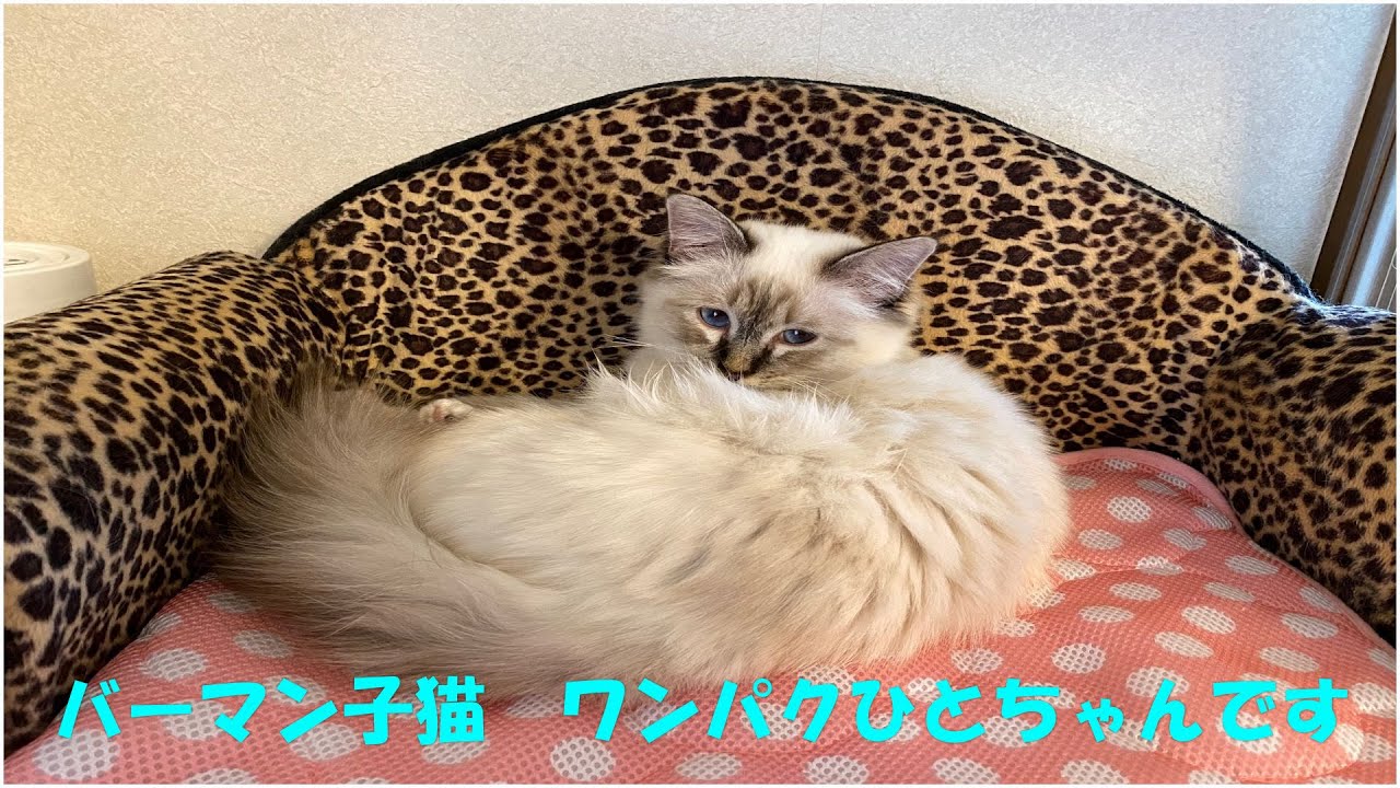 バーマン子猫　ワンパクひとちゃん