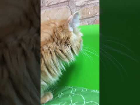 Coo&RIKU　No528259　キンカロー