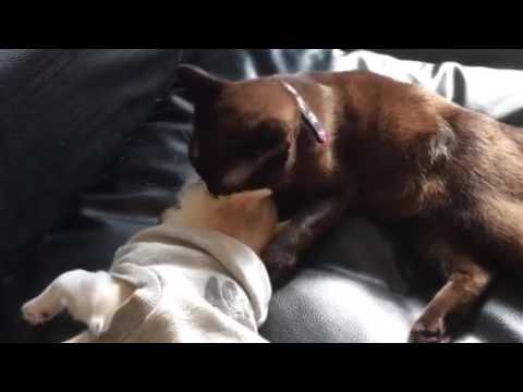 チワワの桃とバーミーズのチェリー20161025