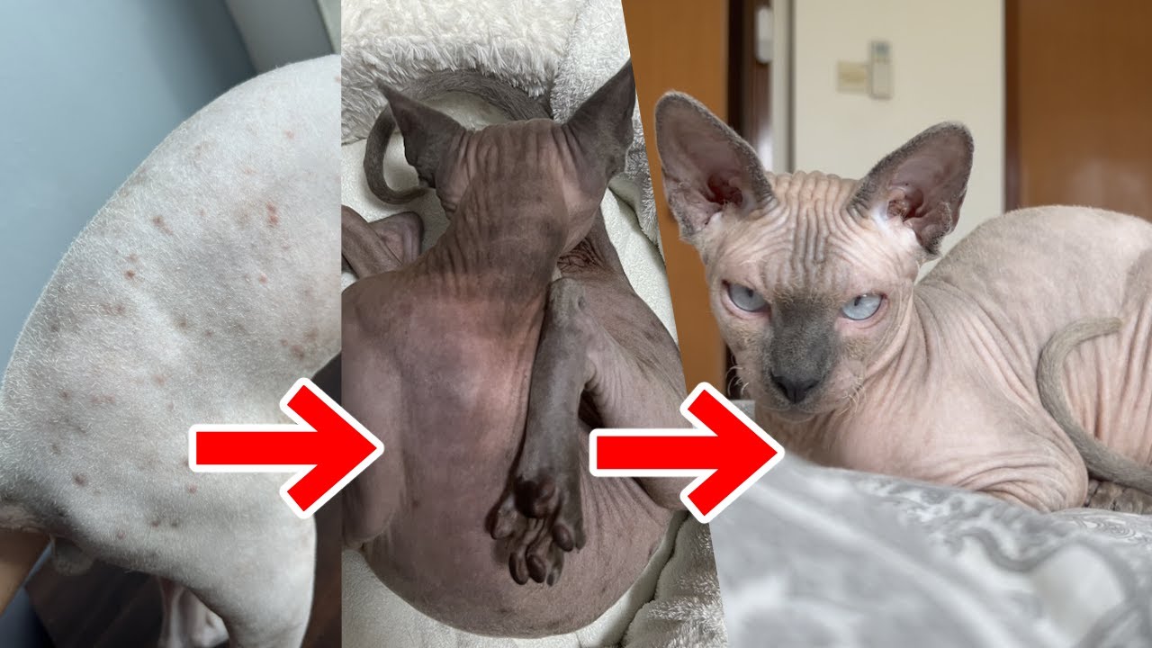 毛のない猫の白癬菌治療の経過【スフィンクス猫】