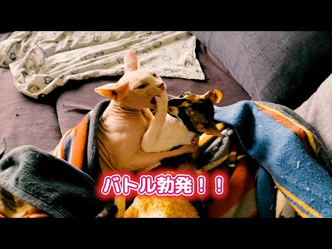 〜わちゃわちゃバトル〜
