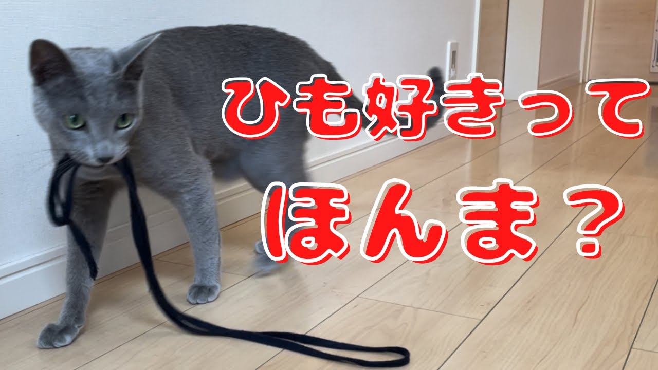 検証‼猫さん、ひも好きなん？いやいやおもちゃにはかなわんやろｗ【ロシアンブルー】