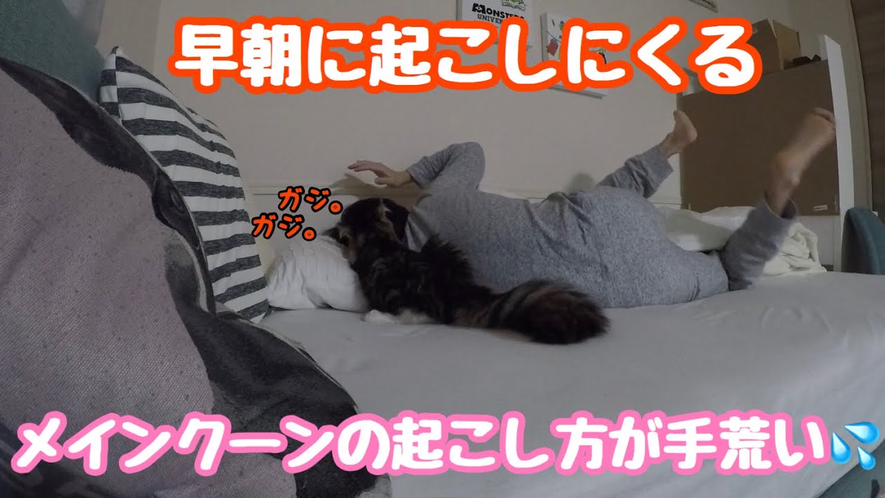目覚ましメインクーン⭐️早朝に何度も起こしにくる猫【たぬきしっぽの猫】