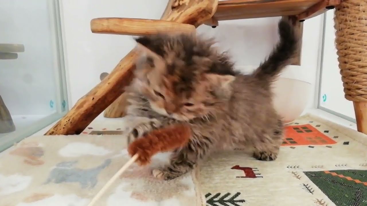 セルカークレックス 女の子 2022/9/11生まれ