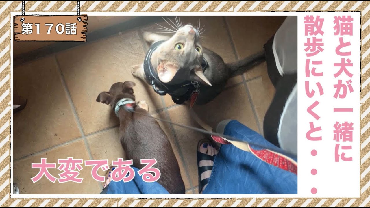 [170話] (チワワ&アビシニアン) 猫と犬が一緒に散歩に行くと。。。大変である
