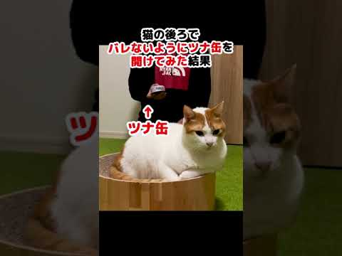 猫にバレずにツナ缶を開けられるか検証がこちら #Shorts