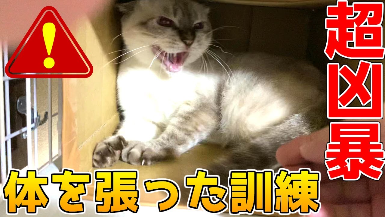 1年以上ケージから出てこないシャム猫に定番のちゅーるで・・・