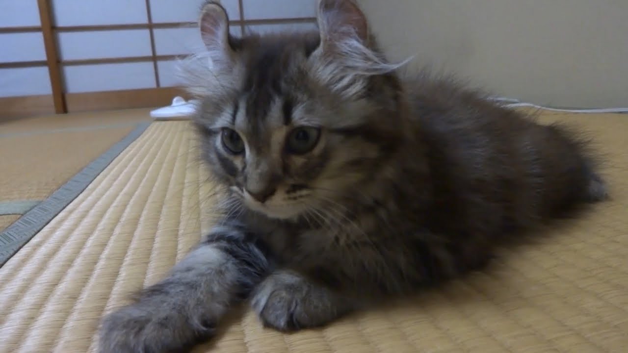 飼い主の実家にアメリカンカールの女の子がやってきた！