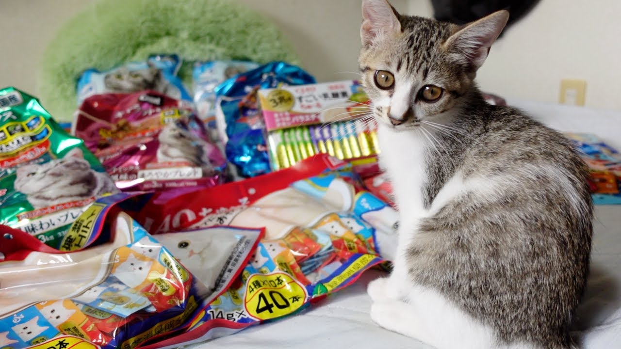 とんでもない量のご飯が届いた時の子猫の反応がこちらです…笑