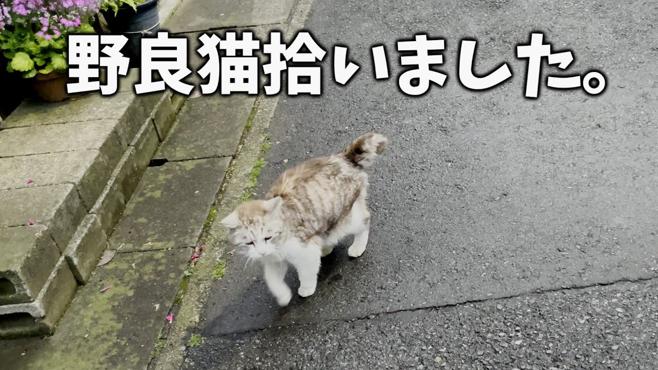 野良猫拾いました。