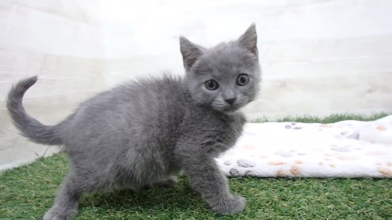 00605198 シャルトリュー