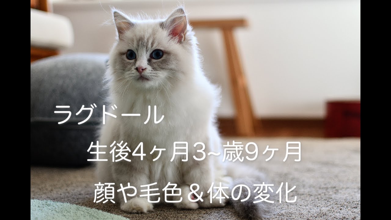【ラグドール】ラグドール4ヶ月〜3歳9ヶ月の顔や体型、毛色の変化！こんなにも変わるんですよ♡