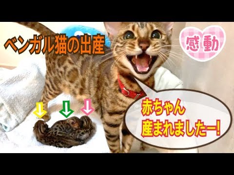 【閲覧注意】感動！ベンガル猫ベルの2度目の出産を一部始終レポート