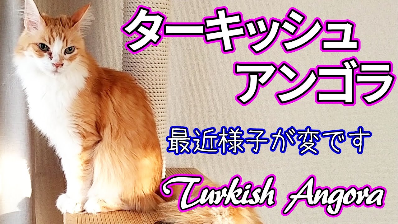 トルコの国宝　ターキッシュアンゴラの老化／Turkish Angora, Norwegian Forest Cat, kitten