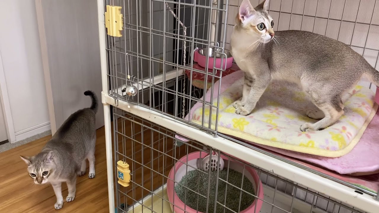 【シンガプーラ】二匹の猫の朝！ #シンガプーラ #子猫 #成猫