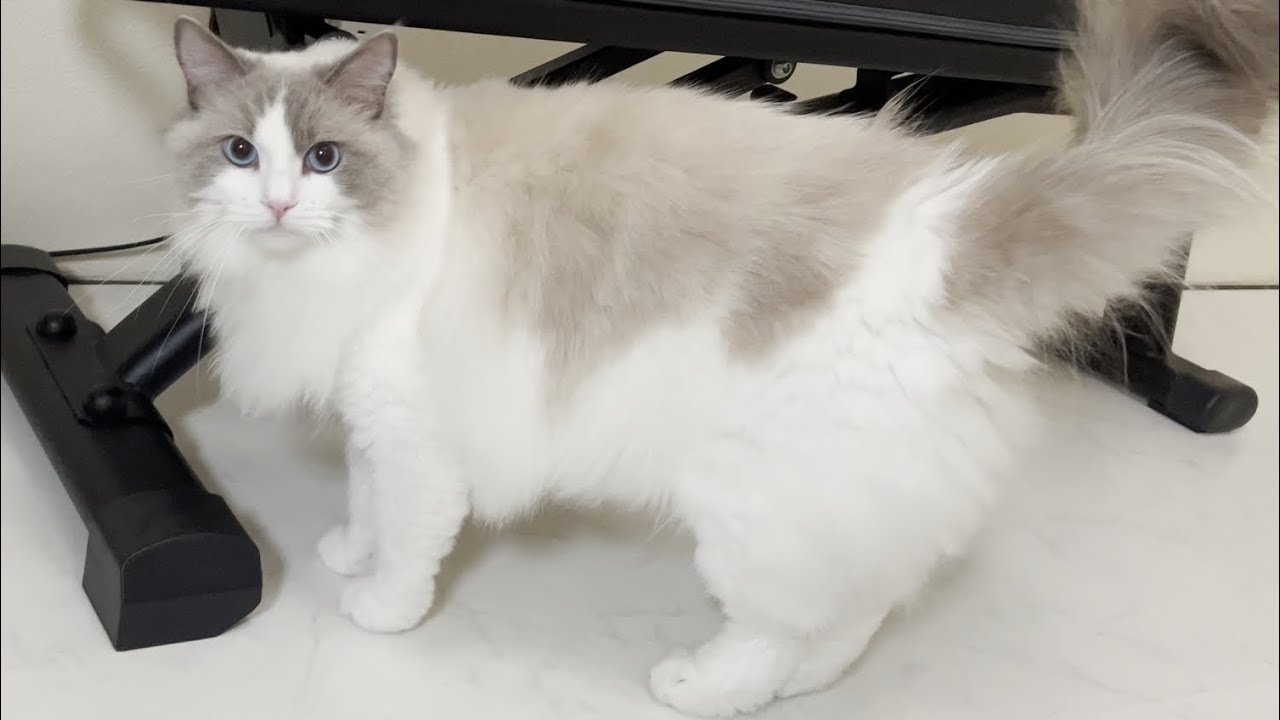 いたずら大好きなラグドール猫を叱ったら逆ギレされて噛みつかれました…【かわいい】